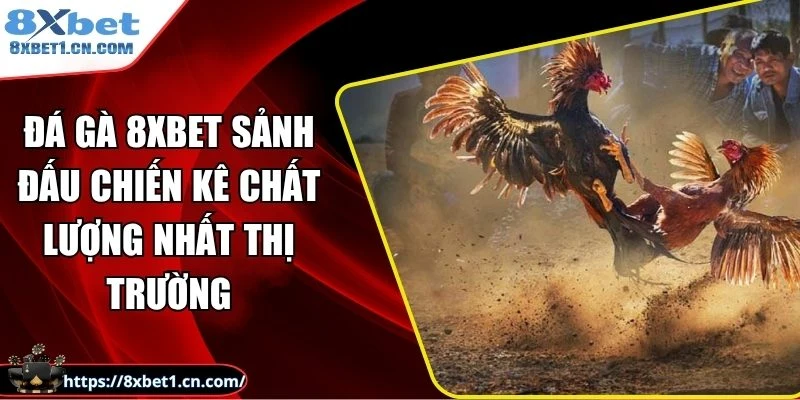 đá gà 8Xbet
