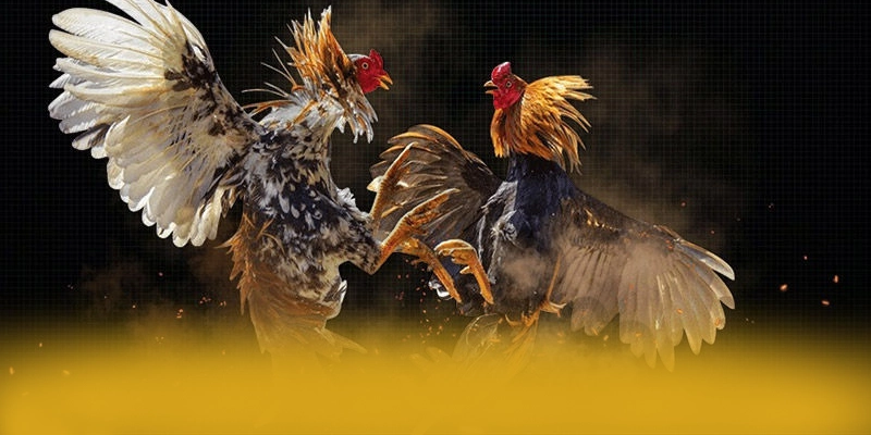 So sánh của BET168 so với các nhà cái khác