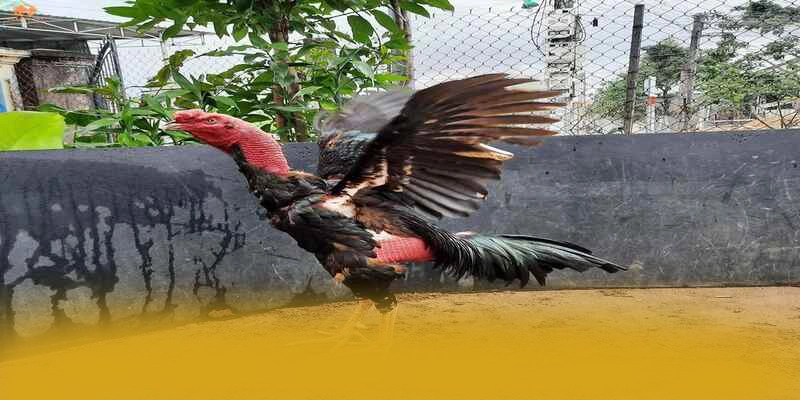 Đánh giá từ thành viên đã trải nghiệm về BET88